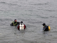 TG Seehund Antauchen im Bodensee 2020 Seehunde
