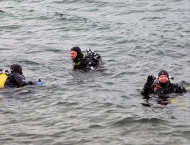 TG Seehund Antauchen im Bodensee 2020 Seehunde 2