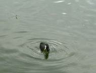 Flappachputzete 15