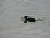 Flappachputzete 18
